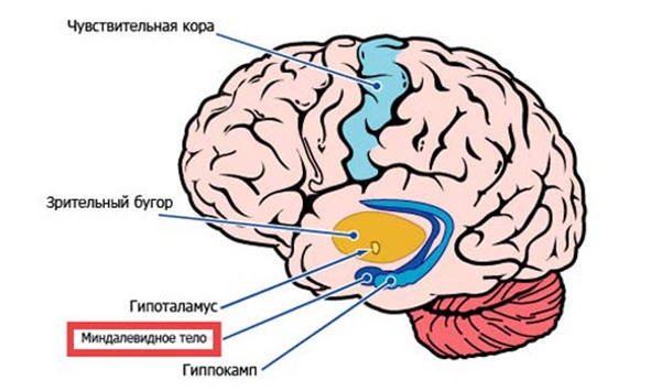 Что происходит с нашим мозгом во время прокрастинации? - 3