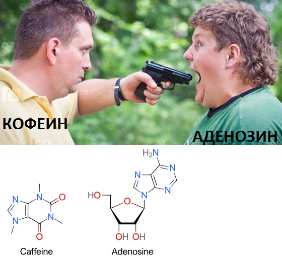 Кофеин не делает бодрее. Он просто блокирует действие аденозина, который сигнализирует мозгу об усталости организма
