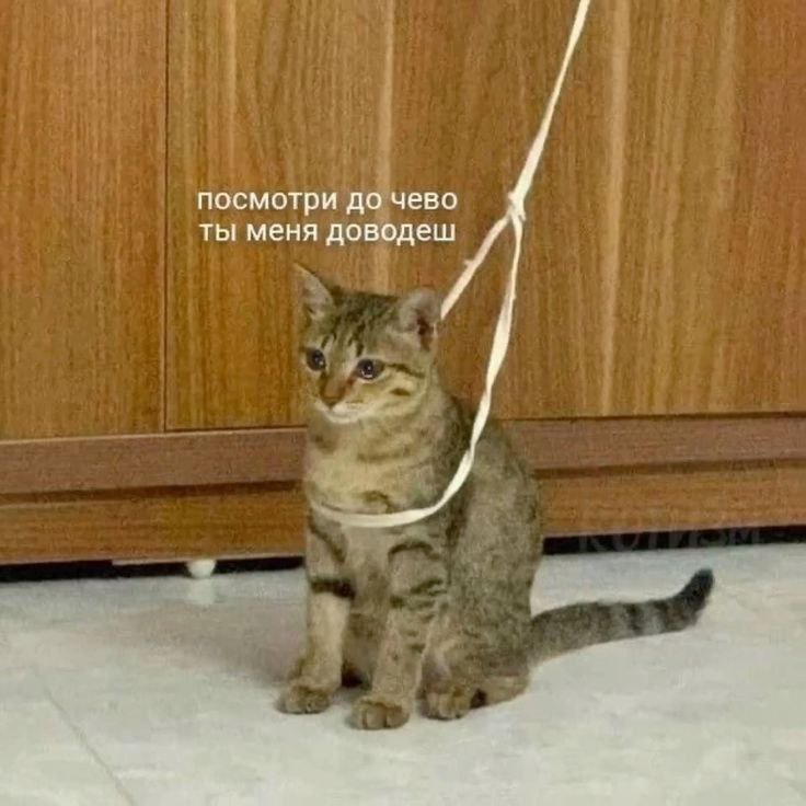 mem mem