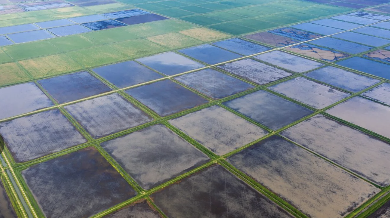 Рисовые чеки – это заболоченные поля, где растет рис