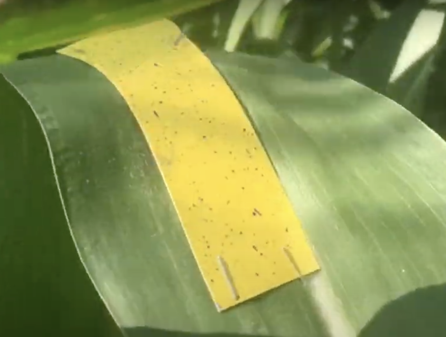 Дрон был эффективнее на 40%. Это фото с канала DJI 4vision 