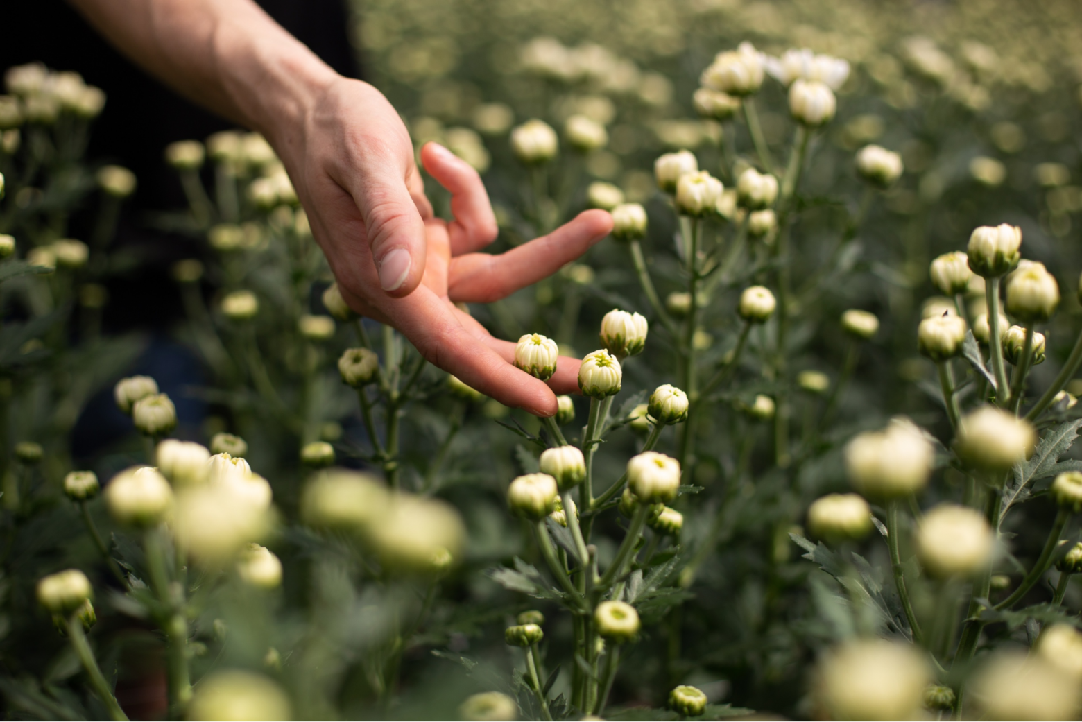 Я привез из-за границы, укрывал от солнца, чтобы заработать 11 млн за 100 дней - 10
