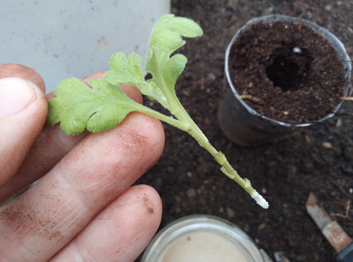 Высаживаем в кассеты с ячейками 60×40 сантиметров, заполненными грунтом. 