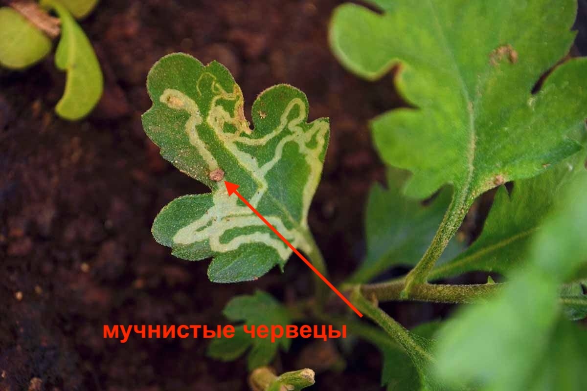 Я привез из-за границы, укрывал от солнца, чтобы заработать 11 млн за 100 дней - 9