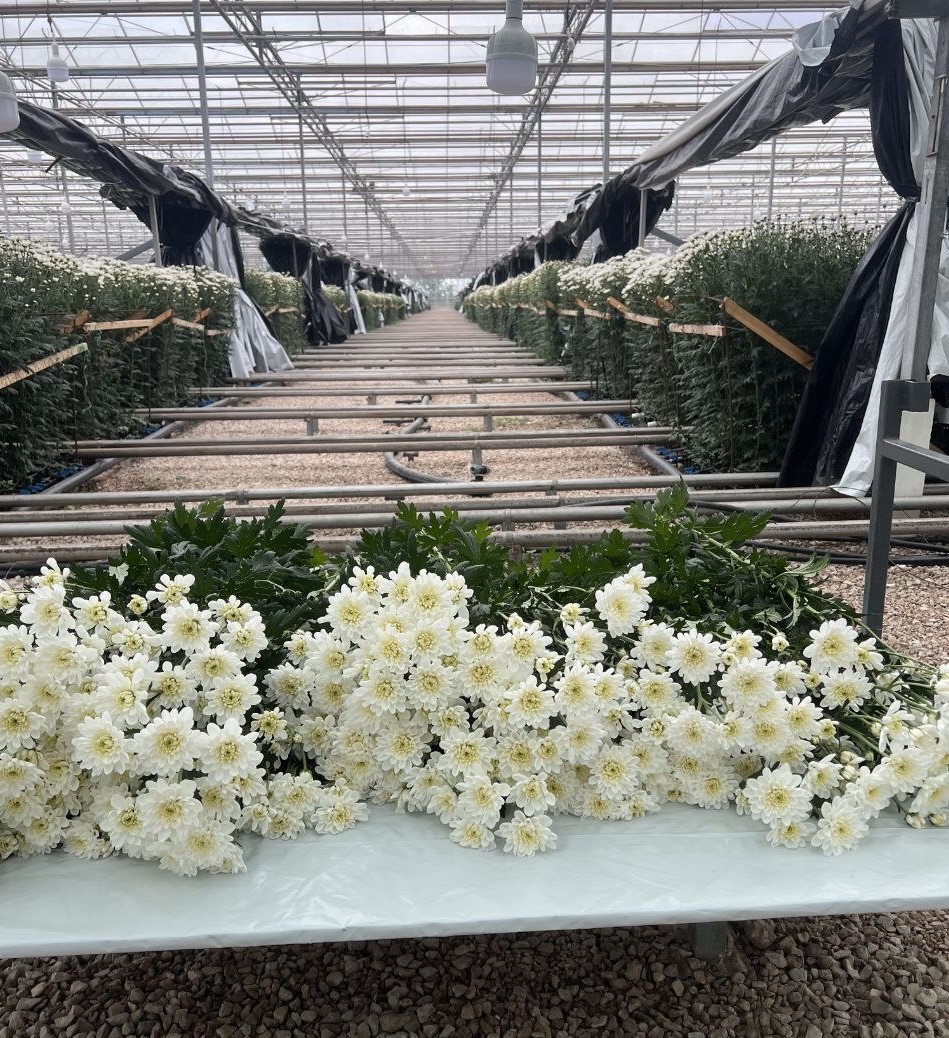 Как я посадил 800 000 хризантем и пожалел - 11