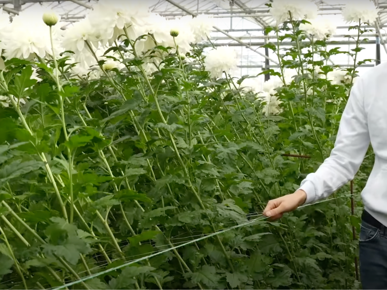 Наши хризы уже огромные, сетка помогает им держаться ровненько и красиво