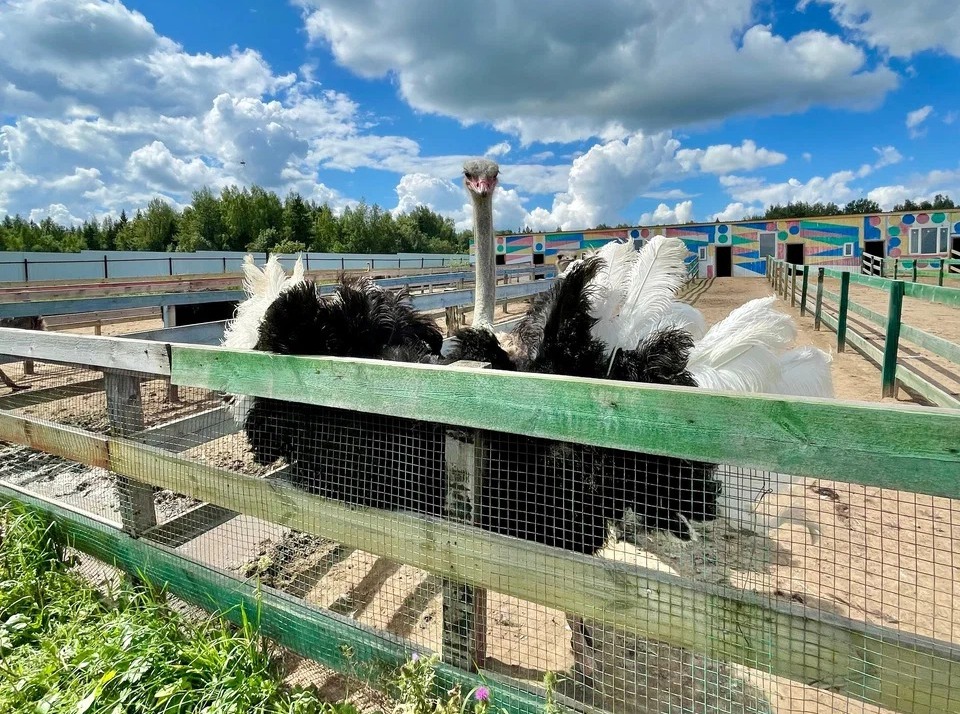 Продуктивная птица начинает давать яйца с первого дня покупки. 