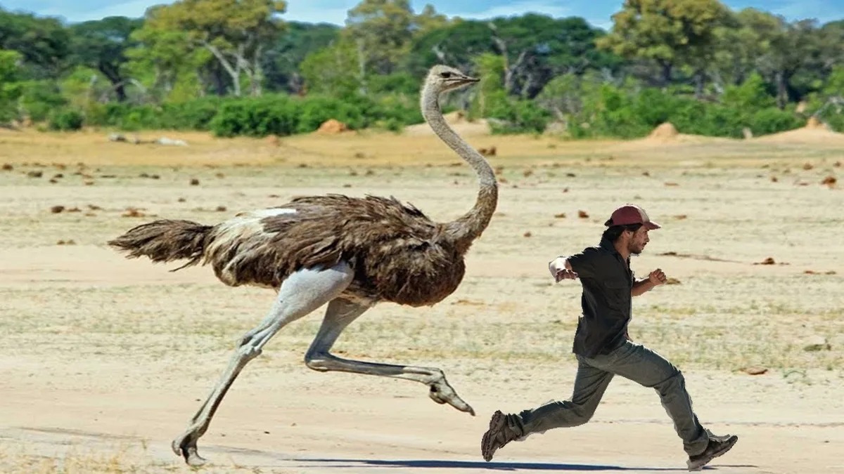 У меня было 11 млн, я мог вложить их в квартиру, но вложил в страусов, вот что вышло - 10 У меня было 11 млн, я мог вложить их в квартиру, но вложил в страусов, вот что вышло - 10