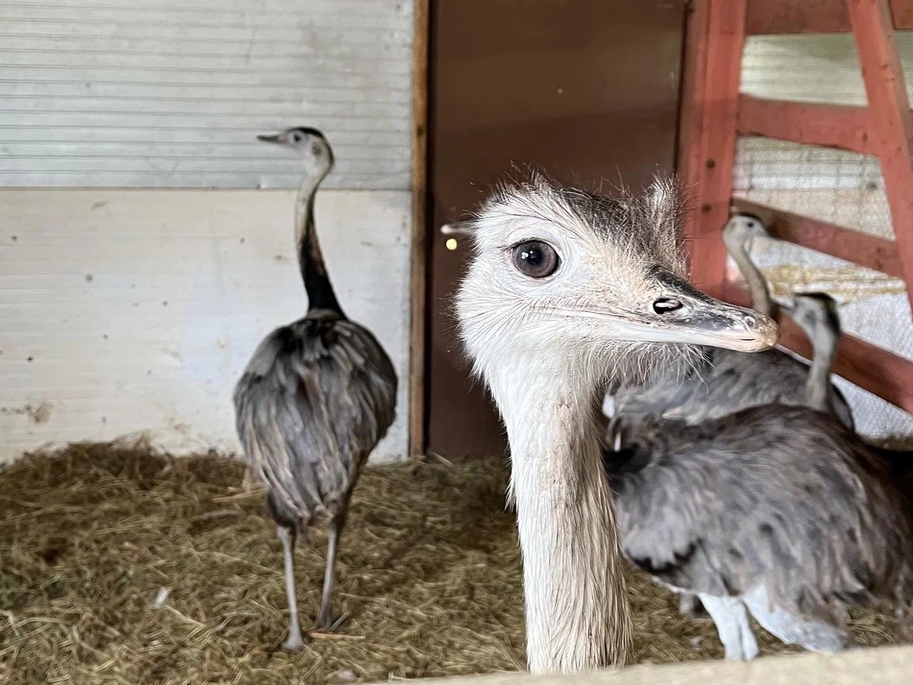 У меня было 11 млн, я мог вложить их в квартиру, но вложил в страусов, вот что вышло - 12 У меня было 11 млн, я мог вложить их в квартиру, но вложил в страусов, вот что вышло - 12