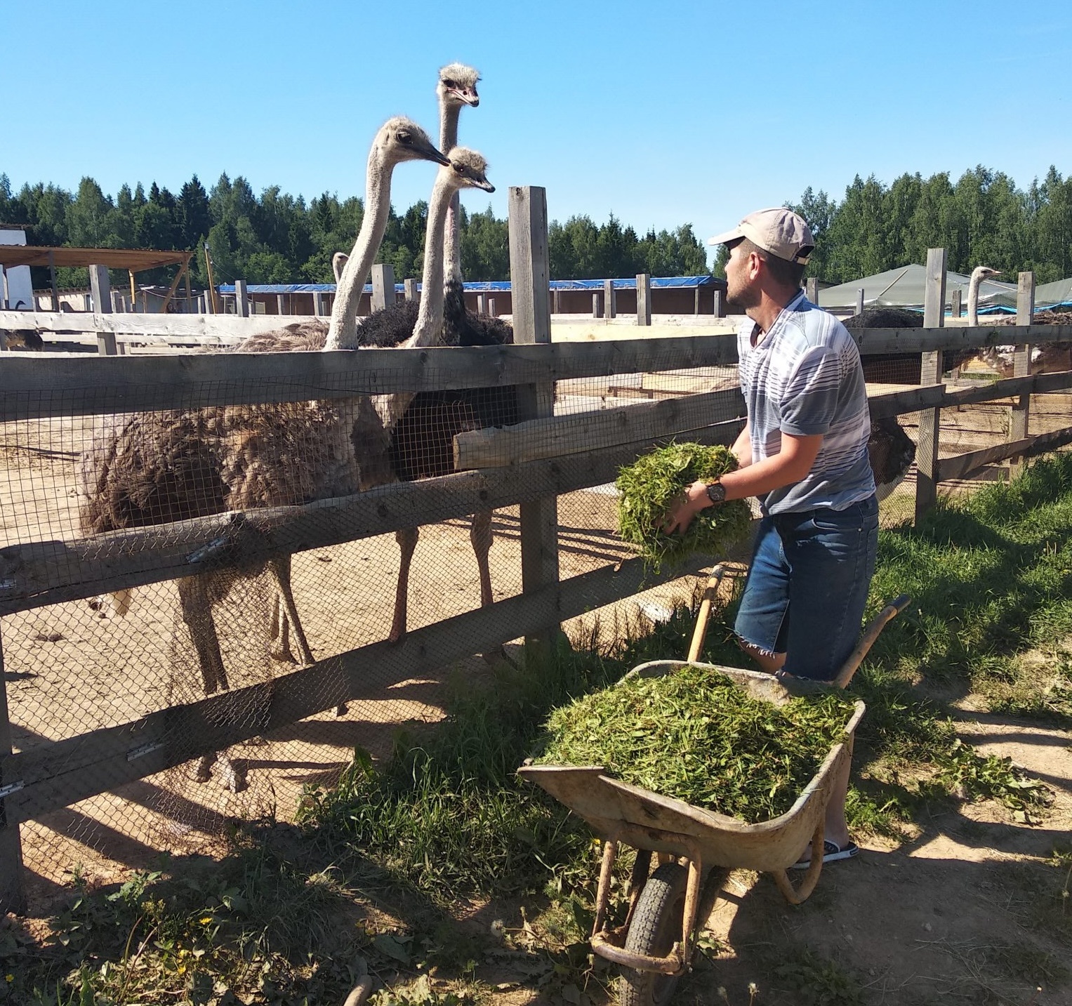 Все делается, не заходя в вольер — закидываю корм через ограждение.