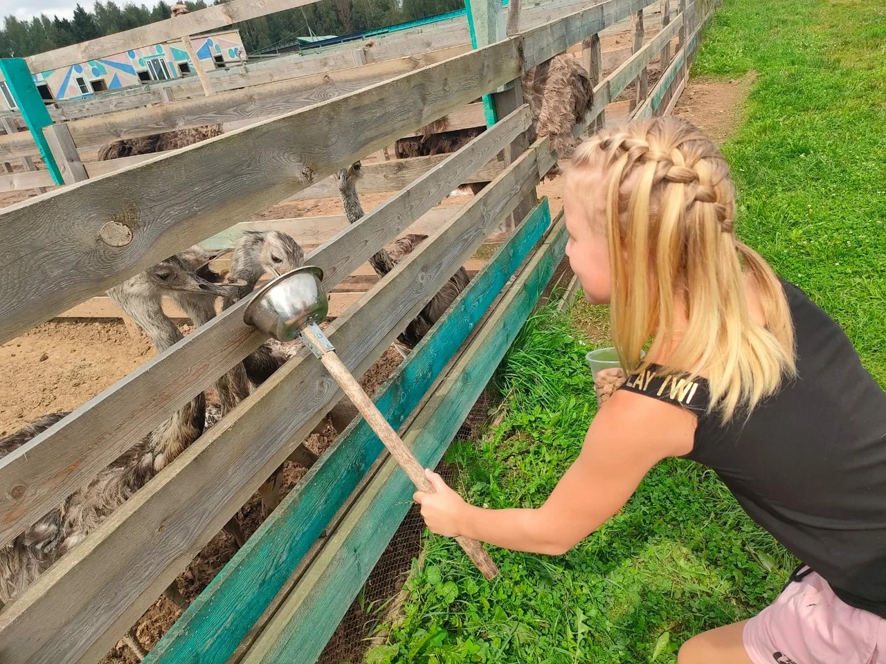 Для безопасного кормления сделал самодельную кормушку — миска на длинной палке
