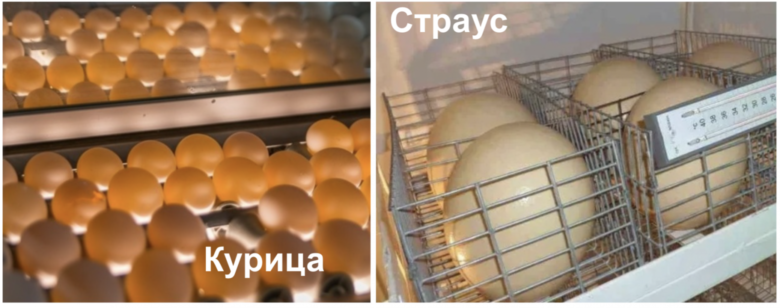 У меня было 11 млн, я мог вложить их в квартиру, но вложил в страусов, вот что вышло - 6 У меня было 11 млн, я мог вложить их в квартиру, но вложил в страусов, вот что вышло - 6