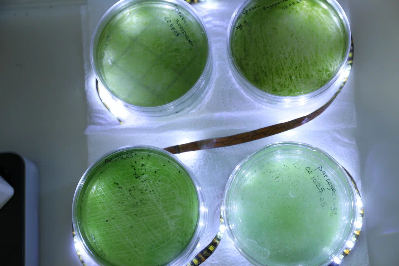 Фото Николая Малахина/портал "Научная Россия". 