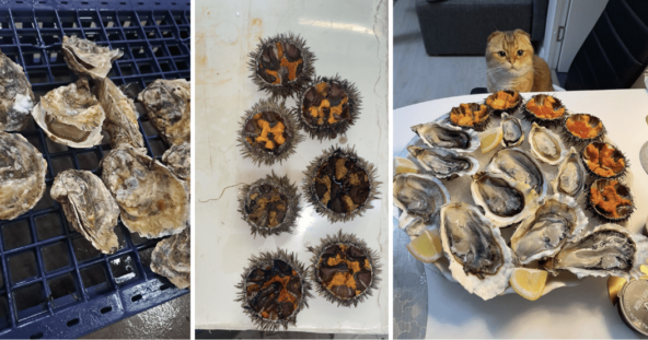 Слева направо: плохие устрицы; плохие ежи; хорошие устрицы, ежи и кот тоже хороший.