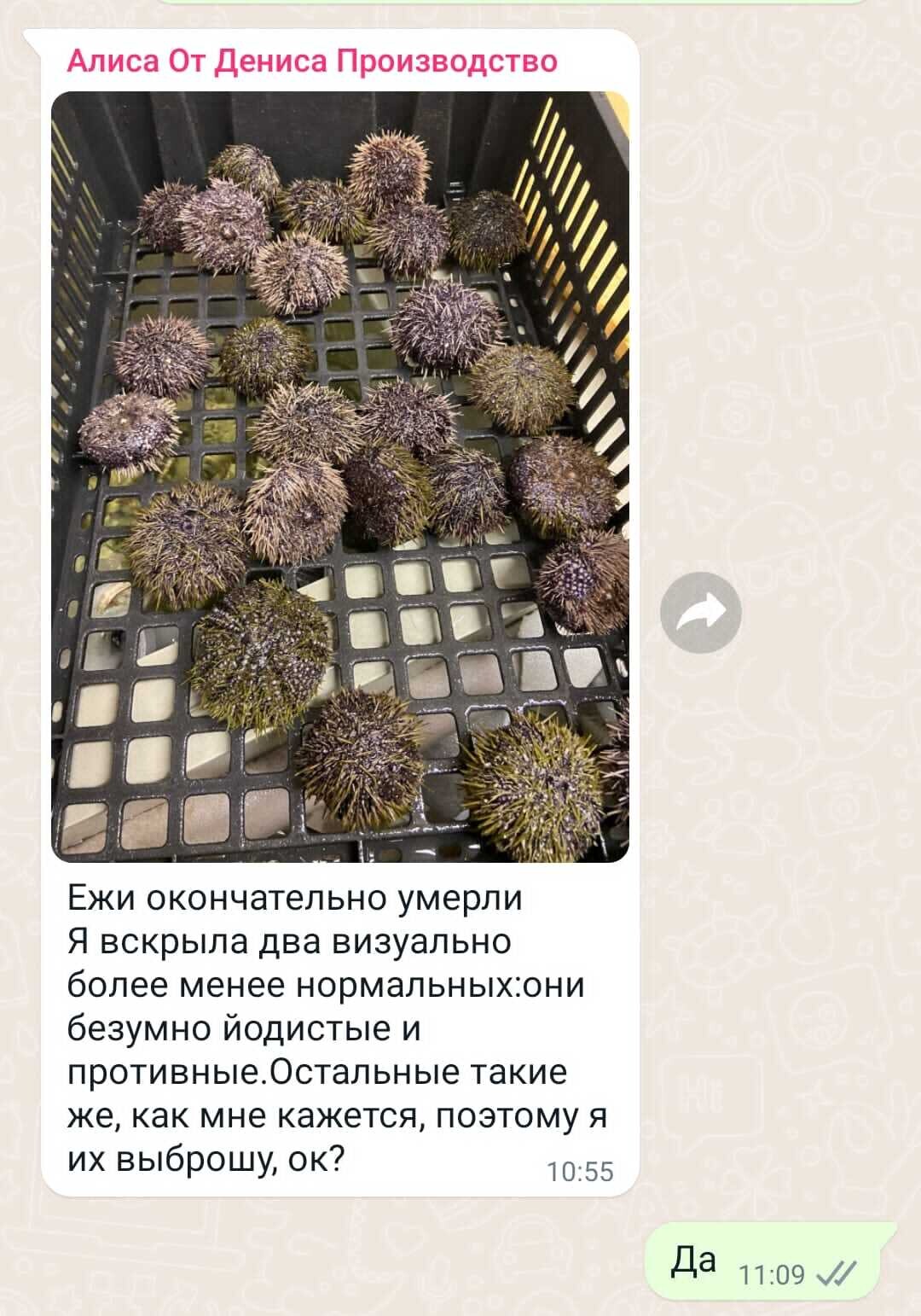 Несчастные ежи