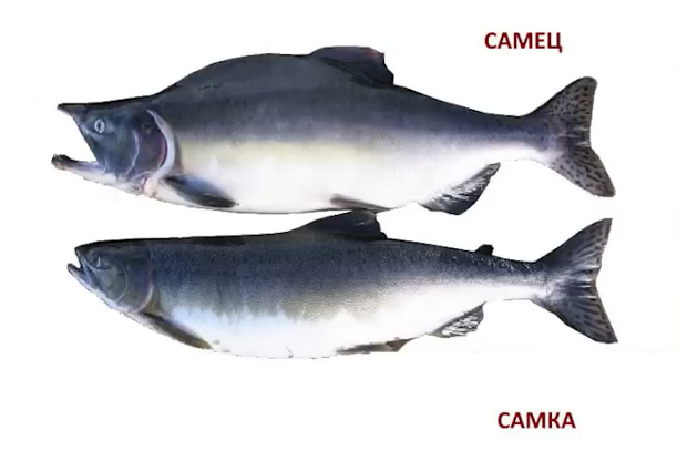 Самец горбатый и зубастый