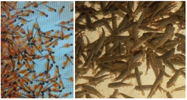 Личинки и мальки форели