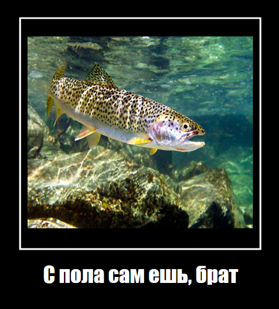 Я зарабатываю 1.8 млн в год, но мне нужно постараться, чтобы они не умерли - 16 Я зарабатываю 1.8 млн в год, но мне нужно постараться, чтобы они не умерли - 16