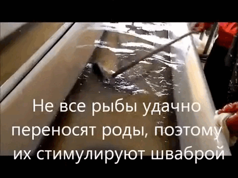 Не все рыбы удачно переносят роды, поэтому их стимулируют шваброй. И после этого рыба оживает
