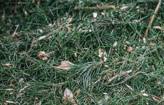 Сырьё — свежая хвоя, которую дробят перед экстракцией