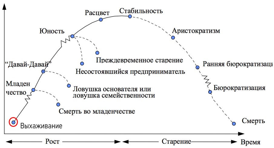 Жизненный цикл компании по Адизесу