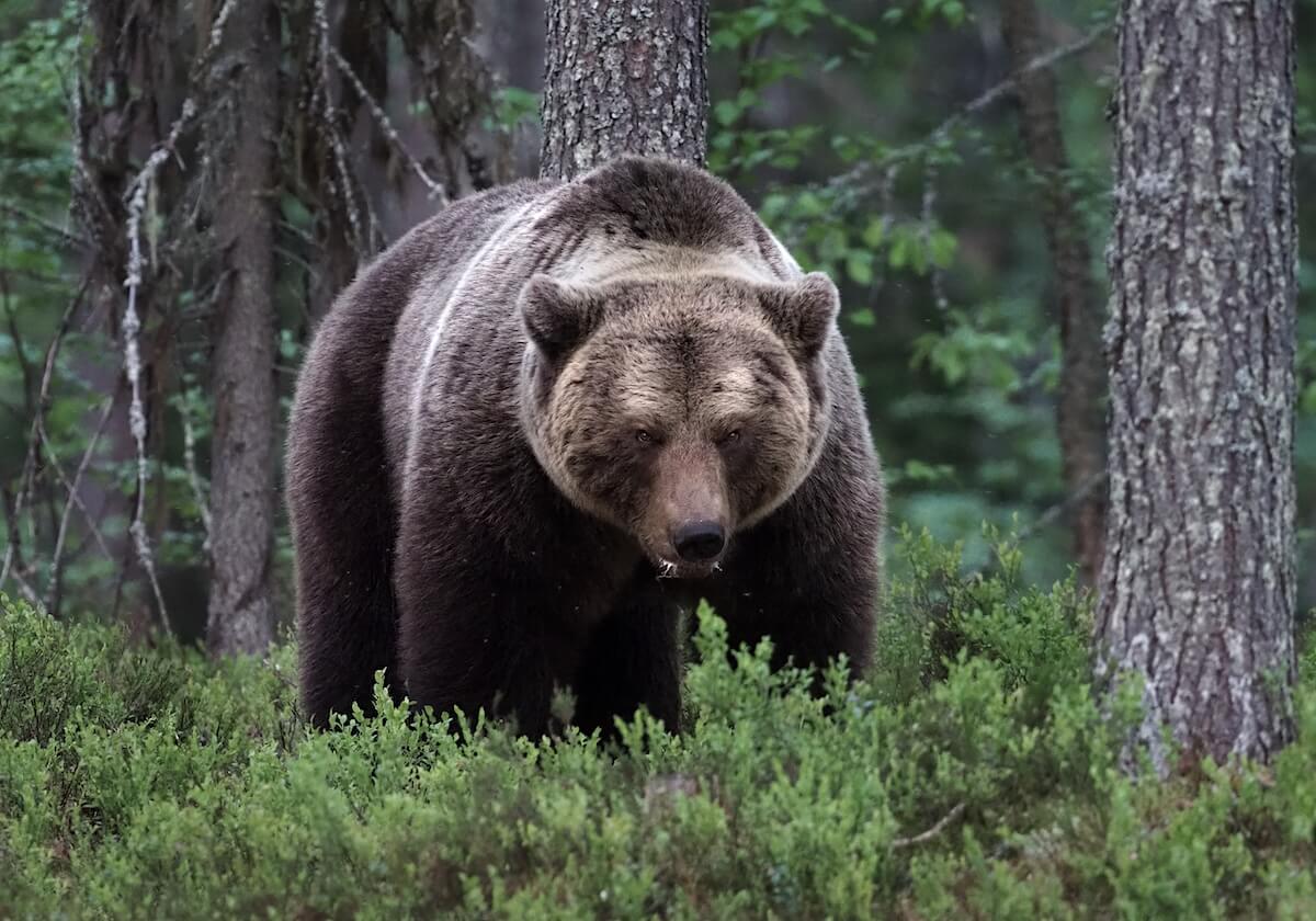 Фото: Frank Vassen, CC-BY 2.0