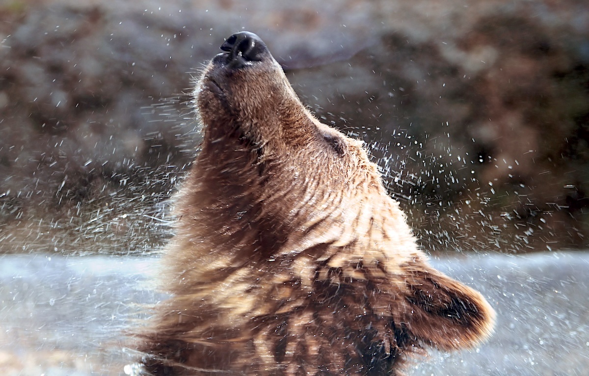 Фото: Tambako The Jaguar, CC BY-ND 2.0