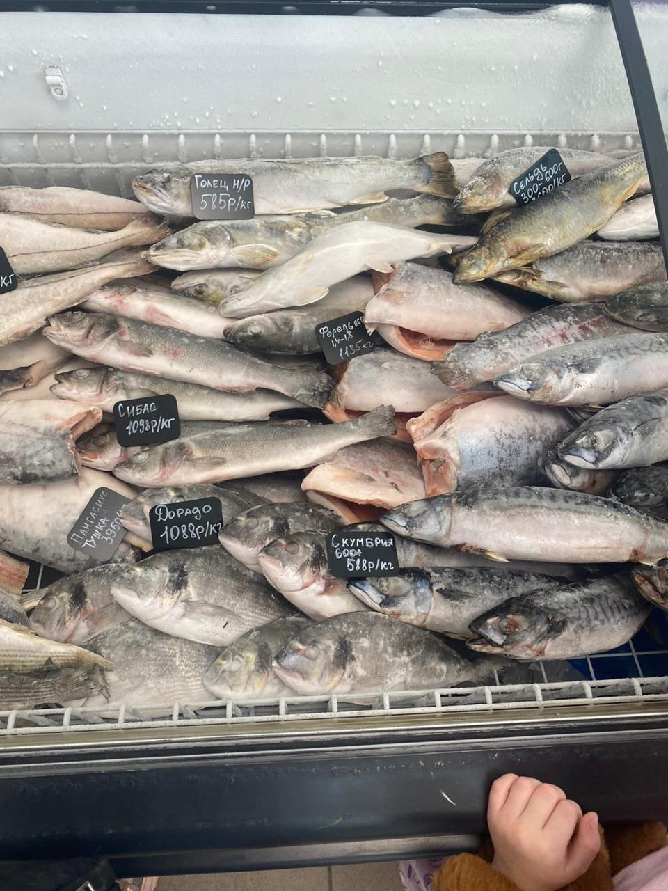 Я вскрываю коробки, счищаю снег с рыб и за 4 месяца зарабатываю минус 26 тысяч