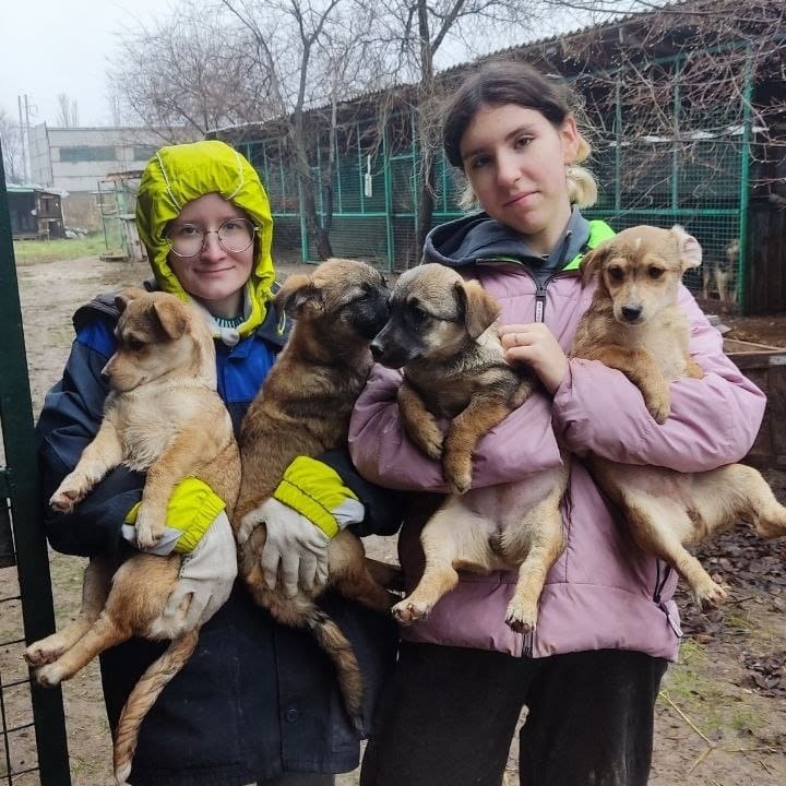 Животных очень много - уход за ними главный приоритет до появления нового дома (на фото 4, но на самом деле щенков 12, мы выгуливали их осенью, мокрые и грязные, но самые счастливые)