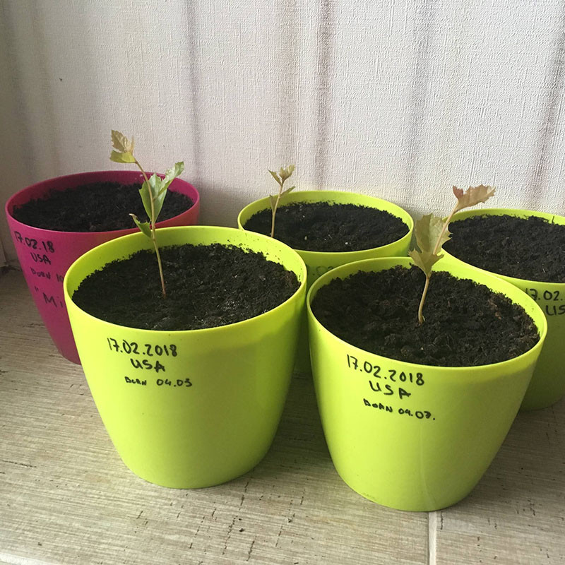 VIP-дубы из американских жёлудей.