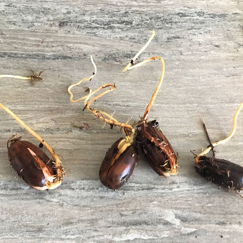 Вот такими мы извлекаем жёлуди из морозилки