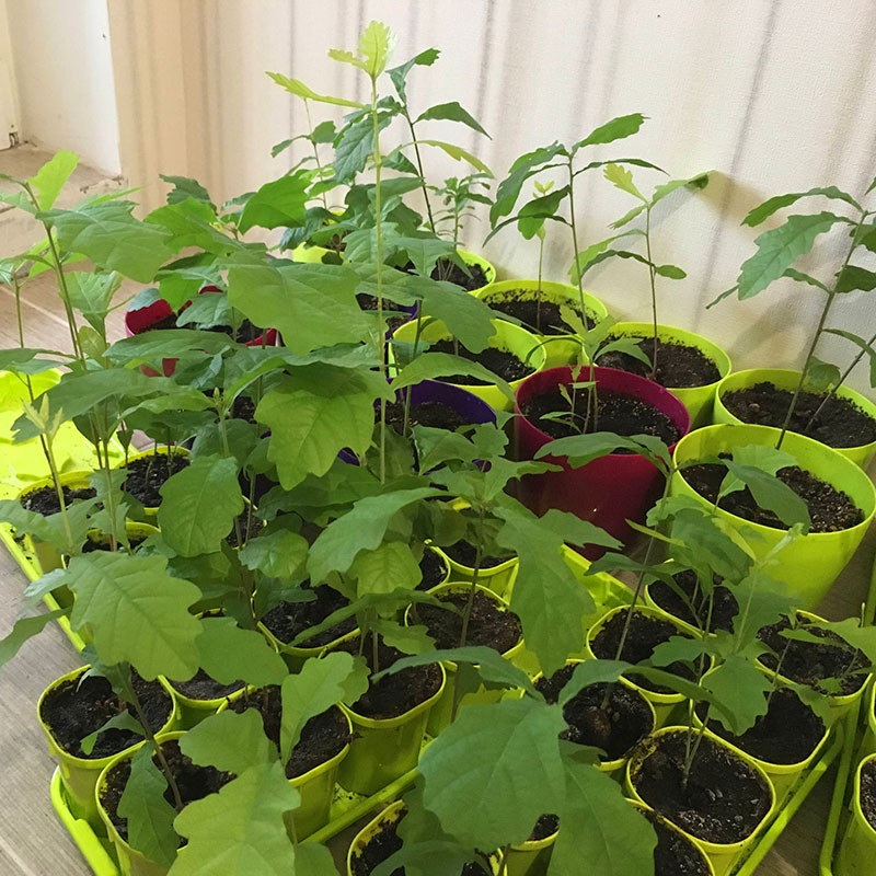 Эти молодые дубы готовы в поездке в лес