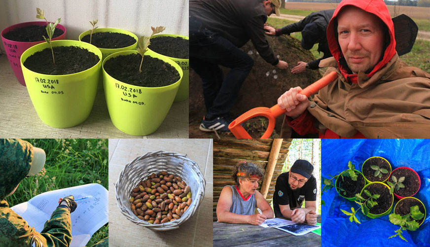 «Криптодубы». История токенизации деревьев с 2012 года - 1