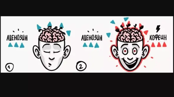 Вот так кофе и работает