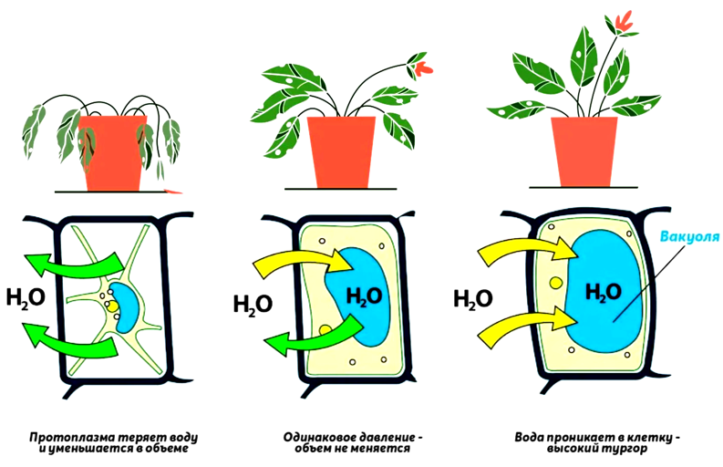 Потоки воды в растительную клетку.  Справа - самый лучший вариант. Вода накачивает клетку, состояние высокого тургора, растение крепкое и здоровое. Слева - противоположное состояние, приводит к увяданию и гибели.  