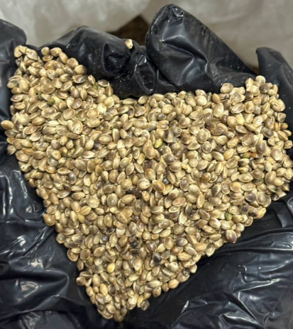 Конопляное семя. Из него давим масло с редким балансом омега-3, 6 и 9. Жмых после отжима перемалываем в муку без глютена. Очищенное ядро едят как есть — 31 г белка на 100 г.