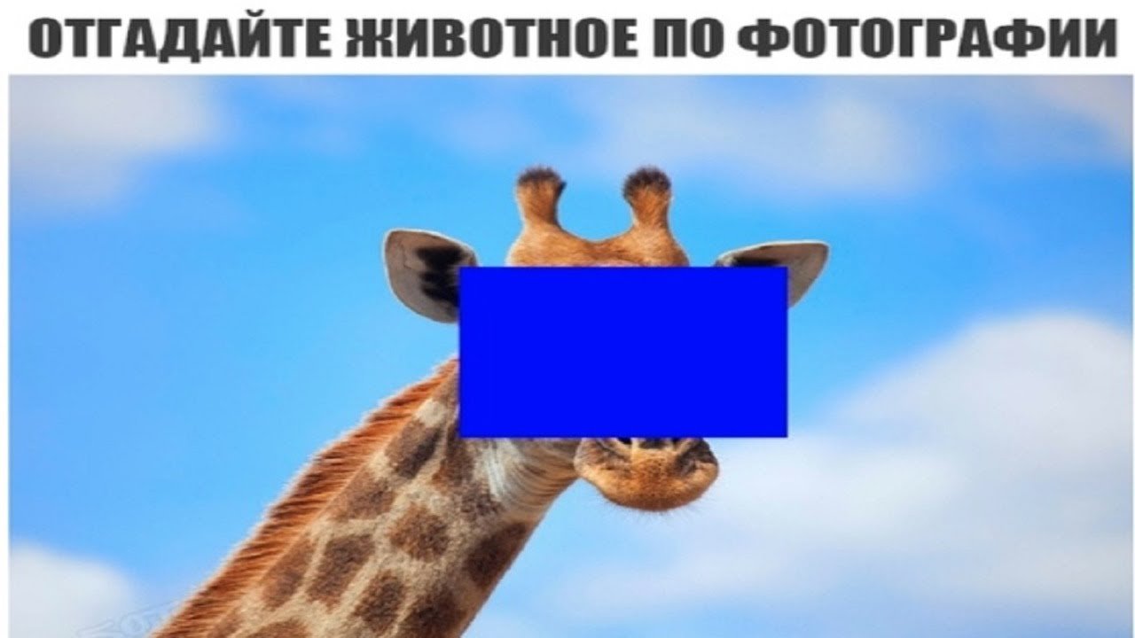 Синхронизация ожиданий: как мы унифицировали процесс IT-найма во Flowwow - 2