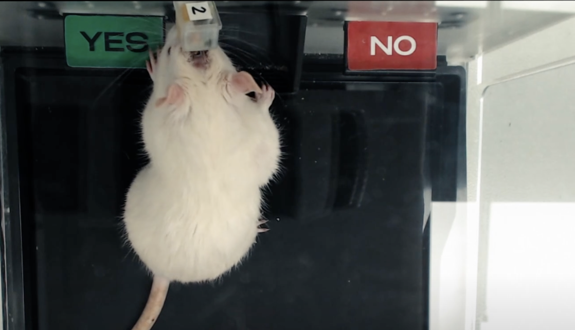 У нас маржинальность 500%, но я всё вкладываю в крыс и голубей - 4