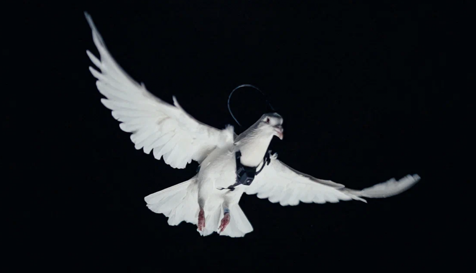 При этом птица «в процессе эксплуатации» проживает обычную по продолжительности жизнь. 