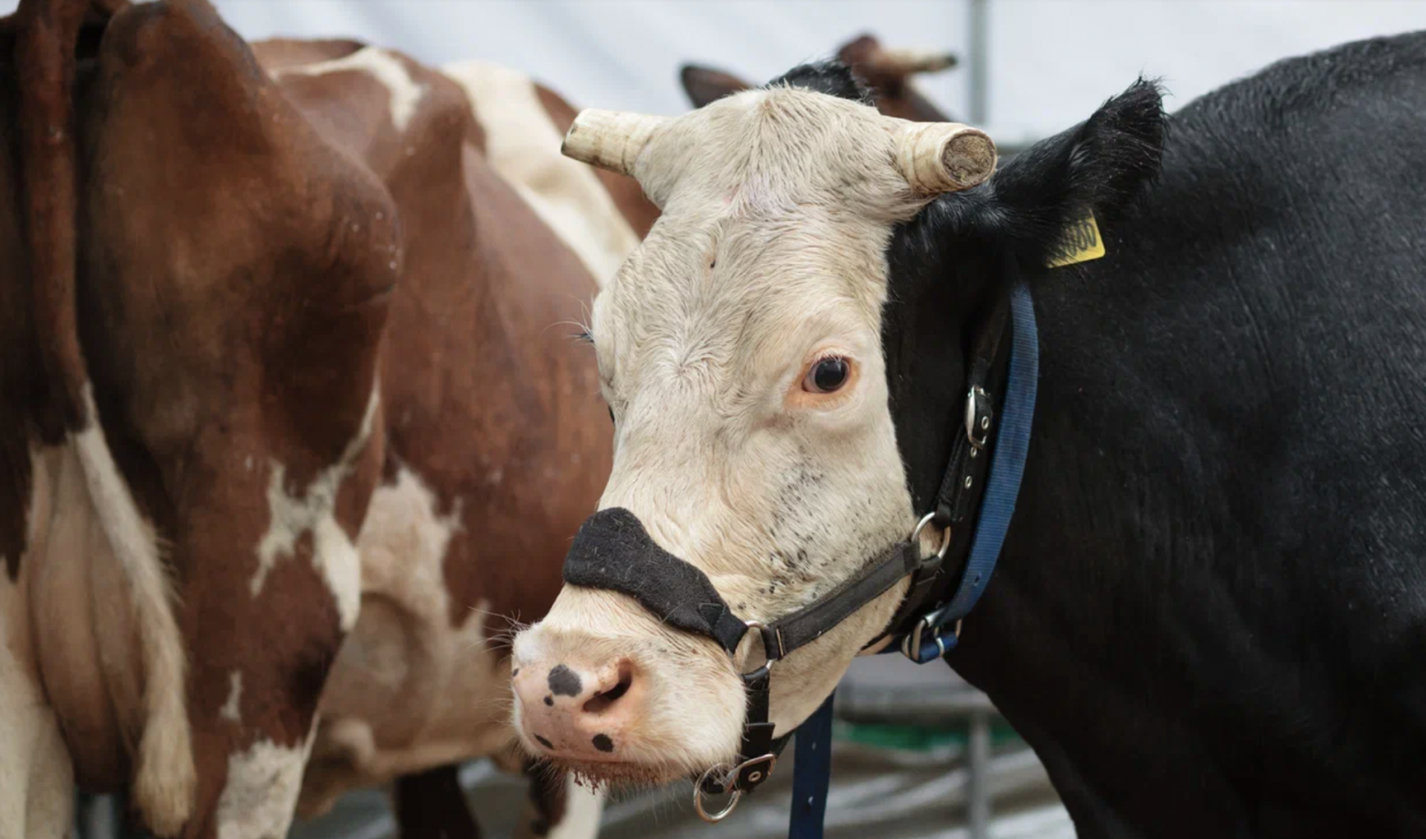 Мы внедрили ИИ в мозг крысы. Теперь она разбирается в Python и астрономии - 10