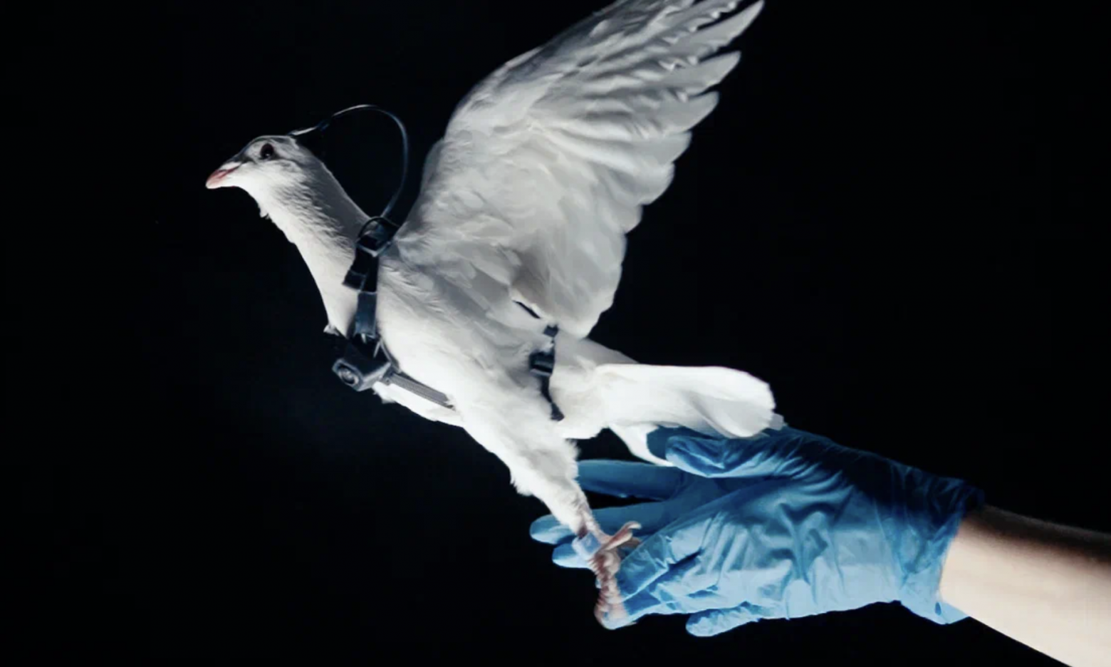 Мы внедрили ИИ в мозг крысы. Теперь она разбирается в Python и астрономии - 15