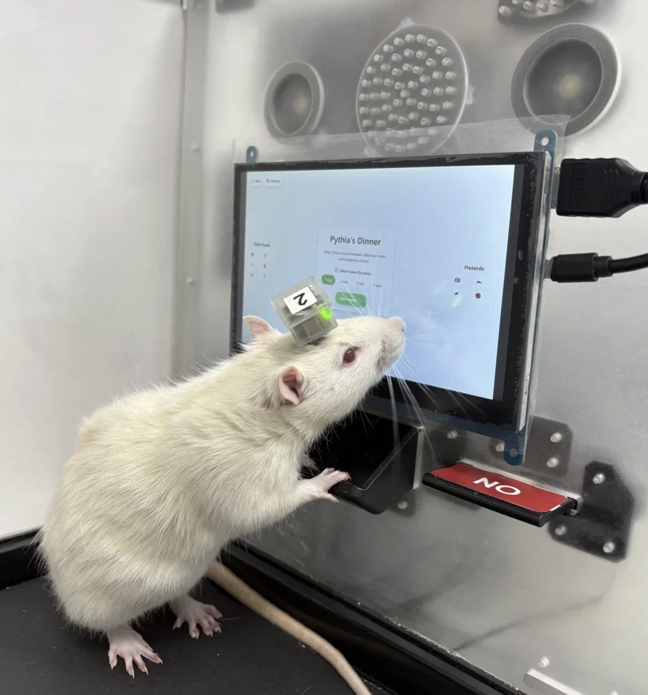 Мы внедрили ИИ в мозг крысы. Теперь она разбирается в Python и астрономии - 9