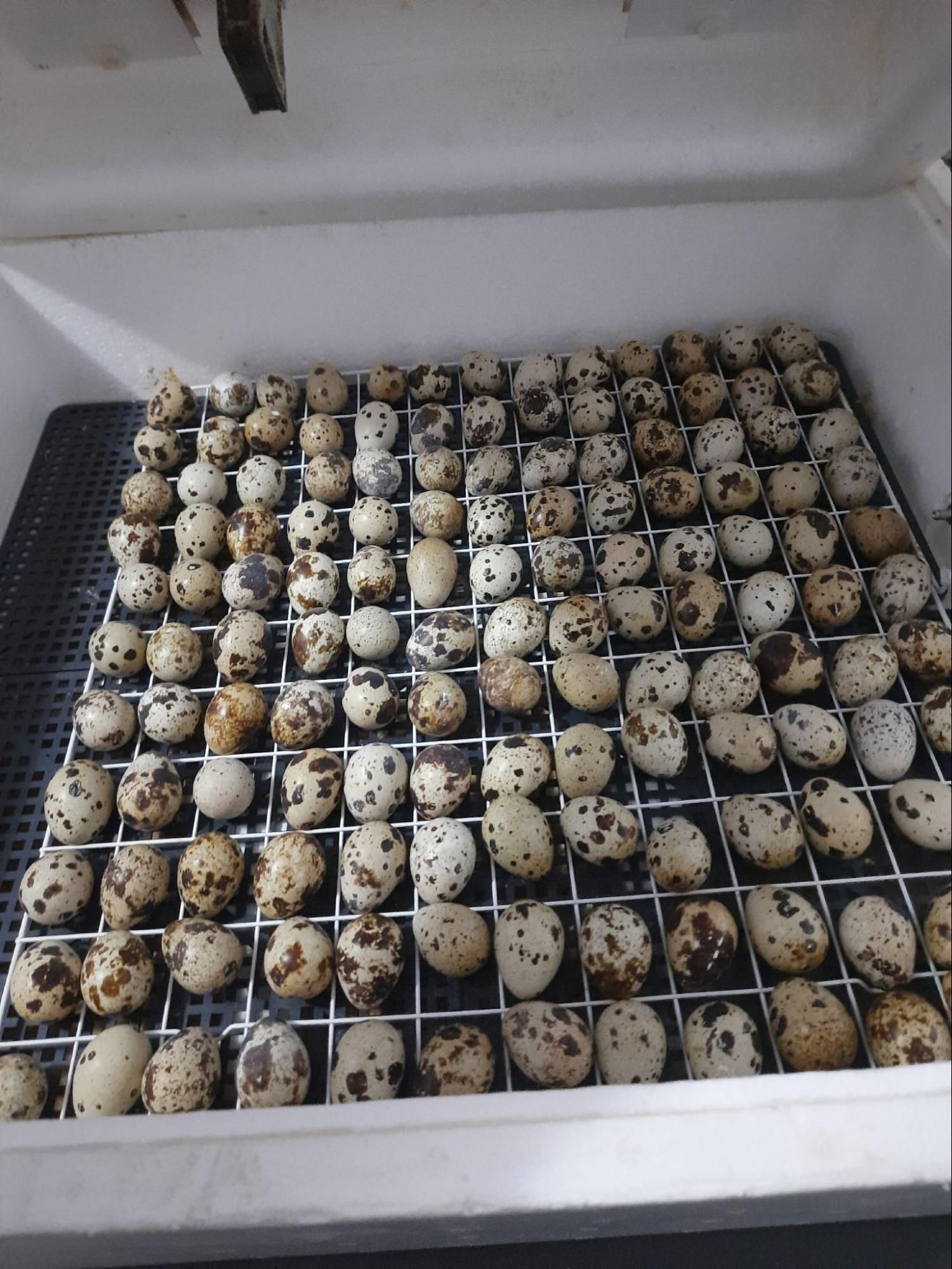 Первый инкубатор был пенопластовый за 5 тысяч, потом приобреди второй, подороже. Первый сих пор работает.