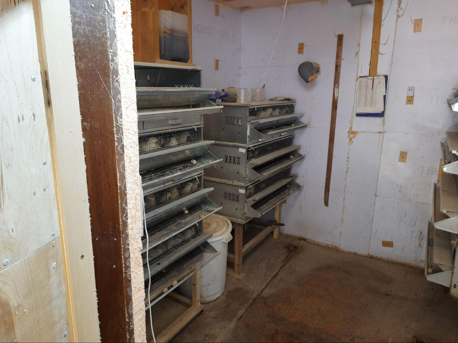 Четвёртая попытка начать с нуля: как мы с женой завели перепелов в деревне - 1