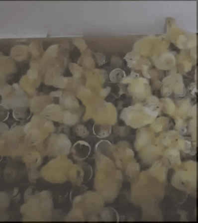 Свеженькие, только вылупились!