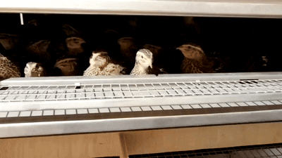 Перепелиная ферма принесла мне 22 тысячи в месяц, и я удивился, что это нормально - 9