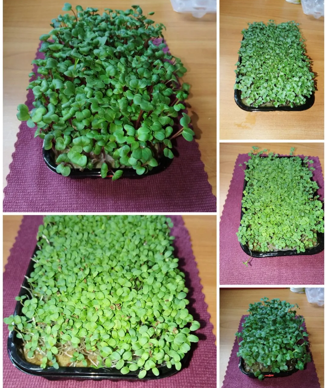 Выращивается прямо дома, без земли и теплицы