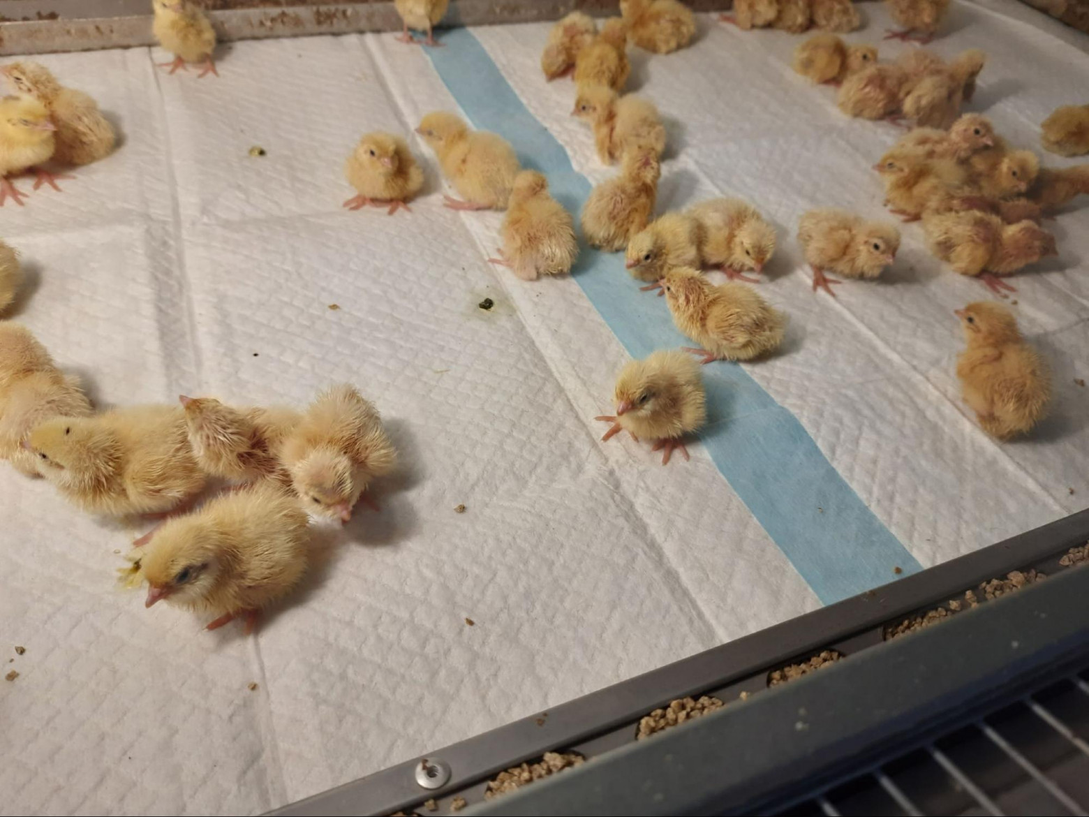 Рентабельность моего яйца — 0 рублей 0 копеек. И это не провал, а схема - 7