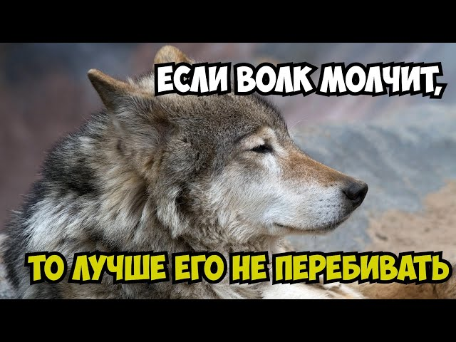Мы вас видим - 1 Мы вас видим - 1