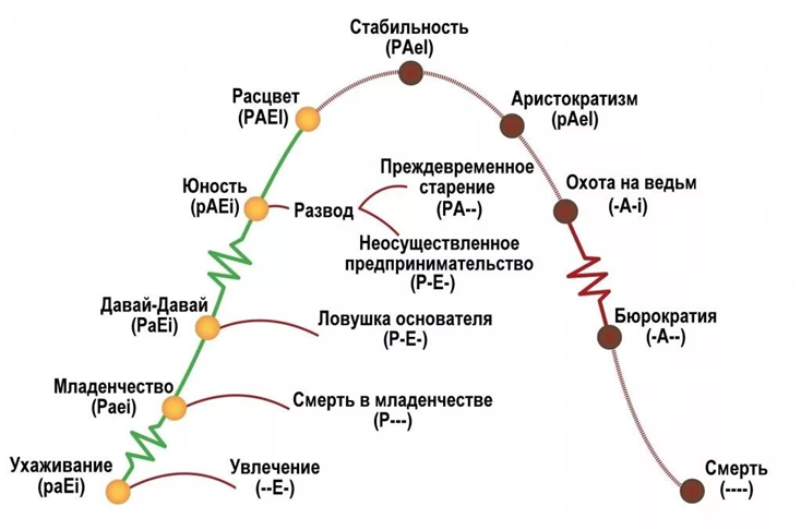 Жизненный цикл организации по Ицхаку Адизесу    